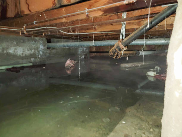 Best Professional water damage repair  in Oroville, WA